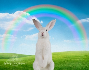 Talent Rabbit with rainbow blog